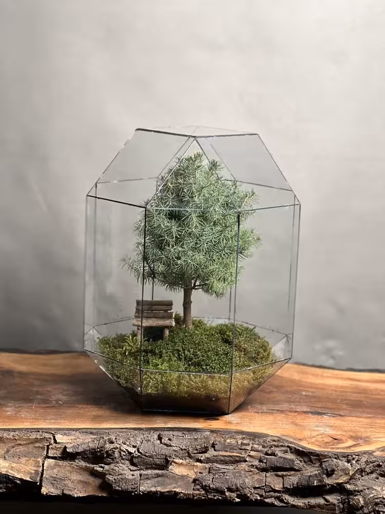 خرید تراریوم لاکچری بنسای کونیکا طرح درخت عشق ارسال فوری به سراسر ایران