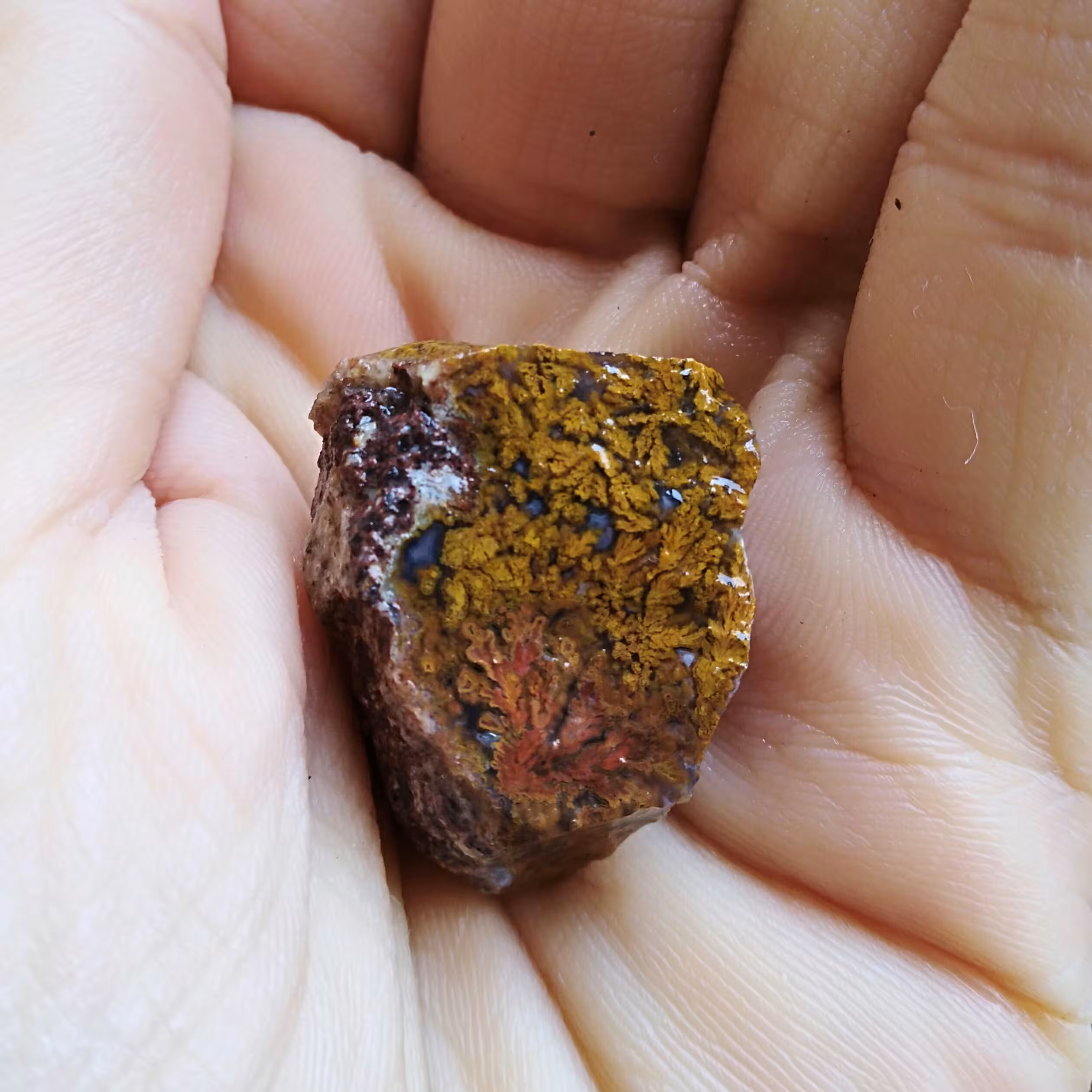 راف حبه شده شجر 7رنگ دیدنی مختص تراش نگین کاملا طبیعی