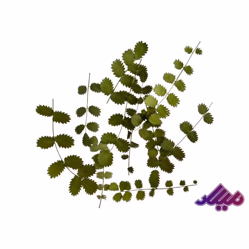 گل خشک برگ خشک یاسمن 10 عددی