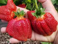 بذر توت فرنگی غول