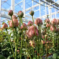 کشت خاکی گلخانه ای گیاهان شاخه بریده