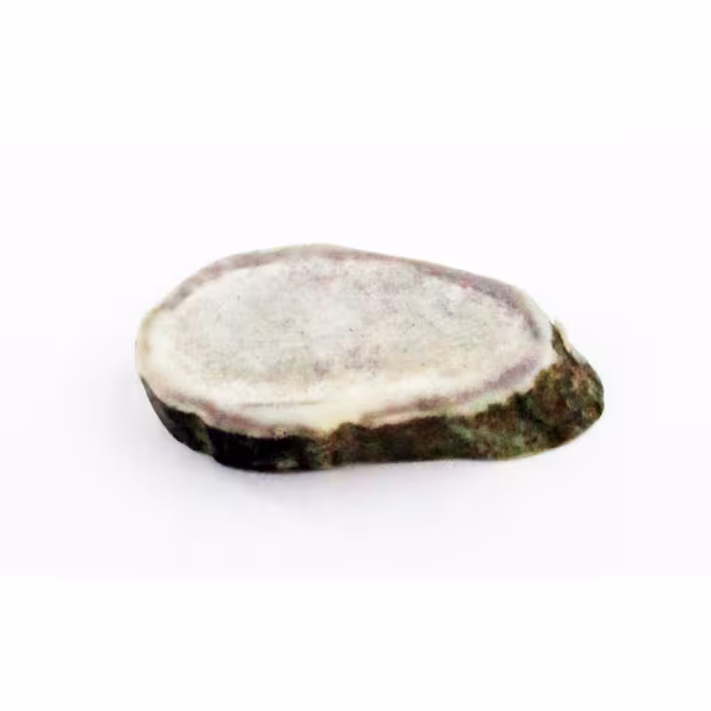 قط زن شاخ گوزن