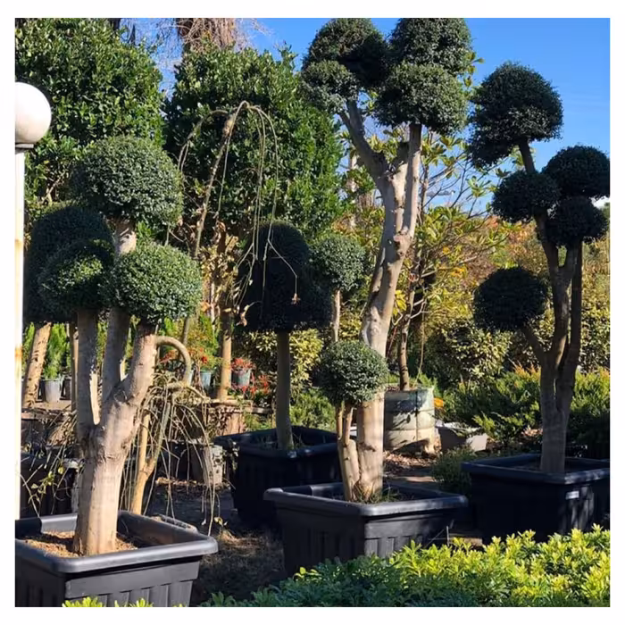 گلدان گلپونه مدل پلاستیکی مربع کد 119