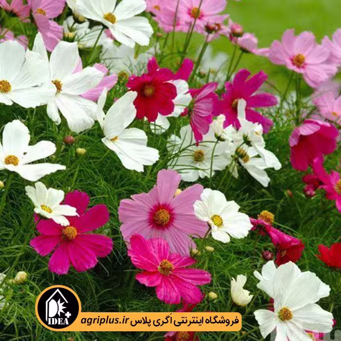 بذر گل شاه اشرفی