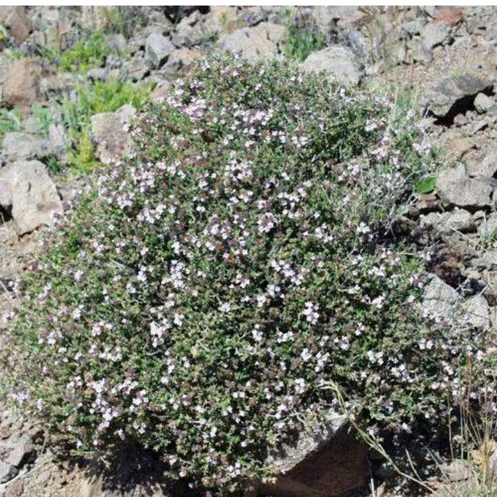 کاکوتی(آویشن کوهی سبلان )