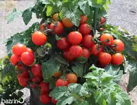 بذر سبزیجات گوجه چری قرمز مینیاتوری - بسته 1 عددی