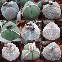 بذر آسترو سه پر ژاپن