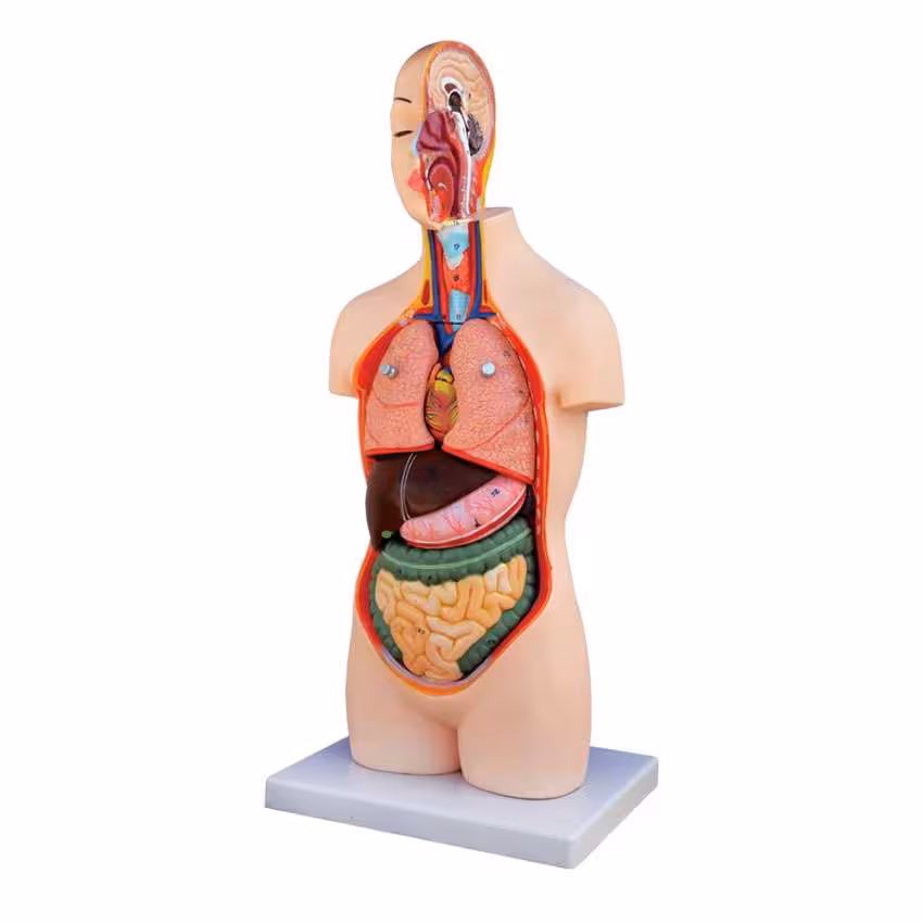 بازی آموزشی طرح مولاژ نیم تنه انسان مدل ASM02 ارتفاع 50 سانتی متر