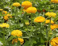 بذر گل آهار زرد