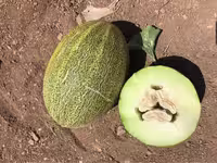 بذر خربزه خاتونی سینا
