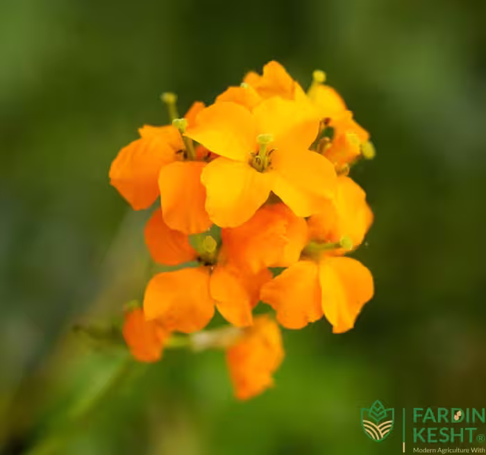 بذر شب بو اسکارلت زرد معطر ژاپنی بسته 20عددی