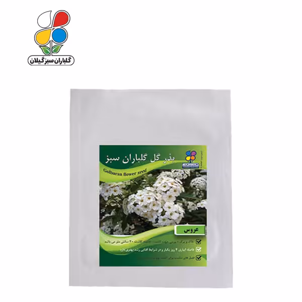 بذر گل عروس بسته بندی بزرگ ( بسته 24 عددی )