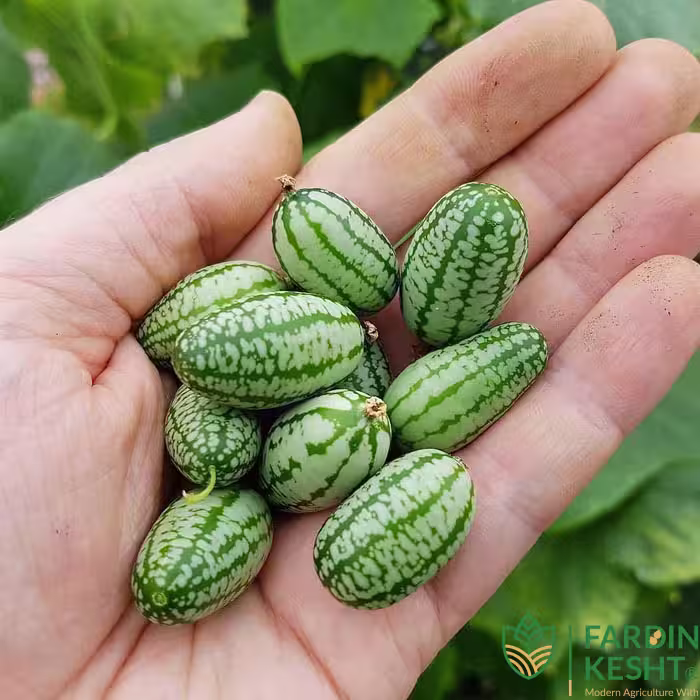 بذر خیار مکزیکی (هندوانه ای) بسته 6 عددی