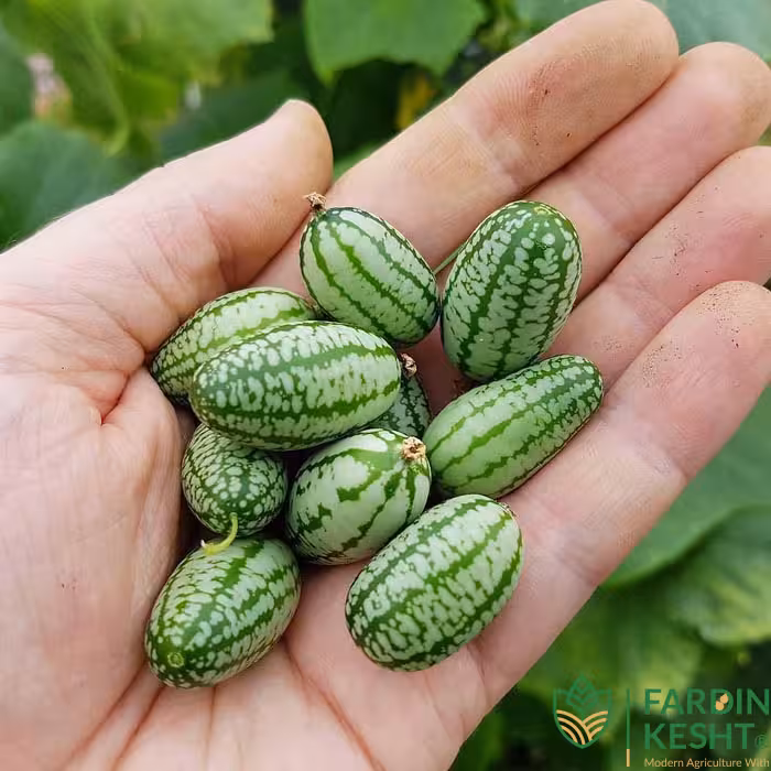 بذر خیار مکزیکی (هندوانه ای) بسته 6 عددی