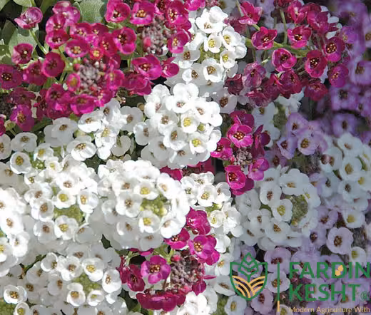 بذر گل عسل پاکوتاه معطر رنگارنگ بسته 200 عددی