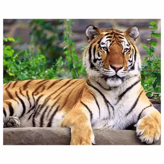 حیوانات مدل ببر کد 26007