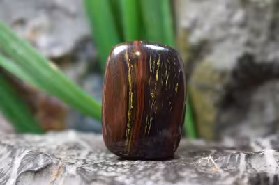 چشم ببر اهنی