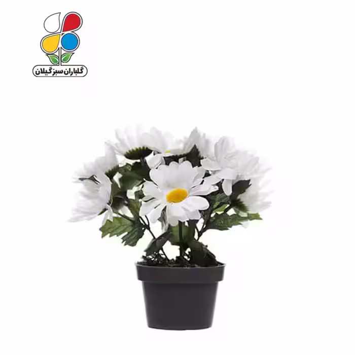 بذر گل مارگریت بسته بندی بزرگ