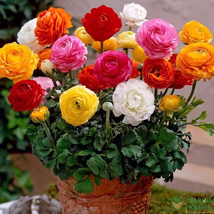 بذر گل آنمون پرگل رنگارنگ ایتالیایی بسته 50 عددی