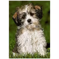 حیوانات مدل سگ کد 26078