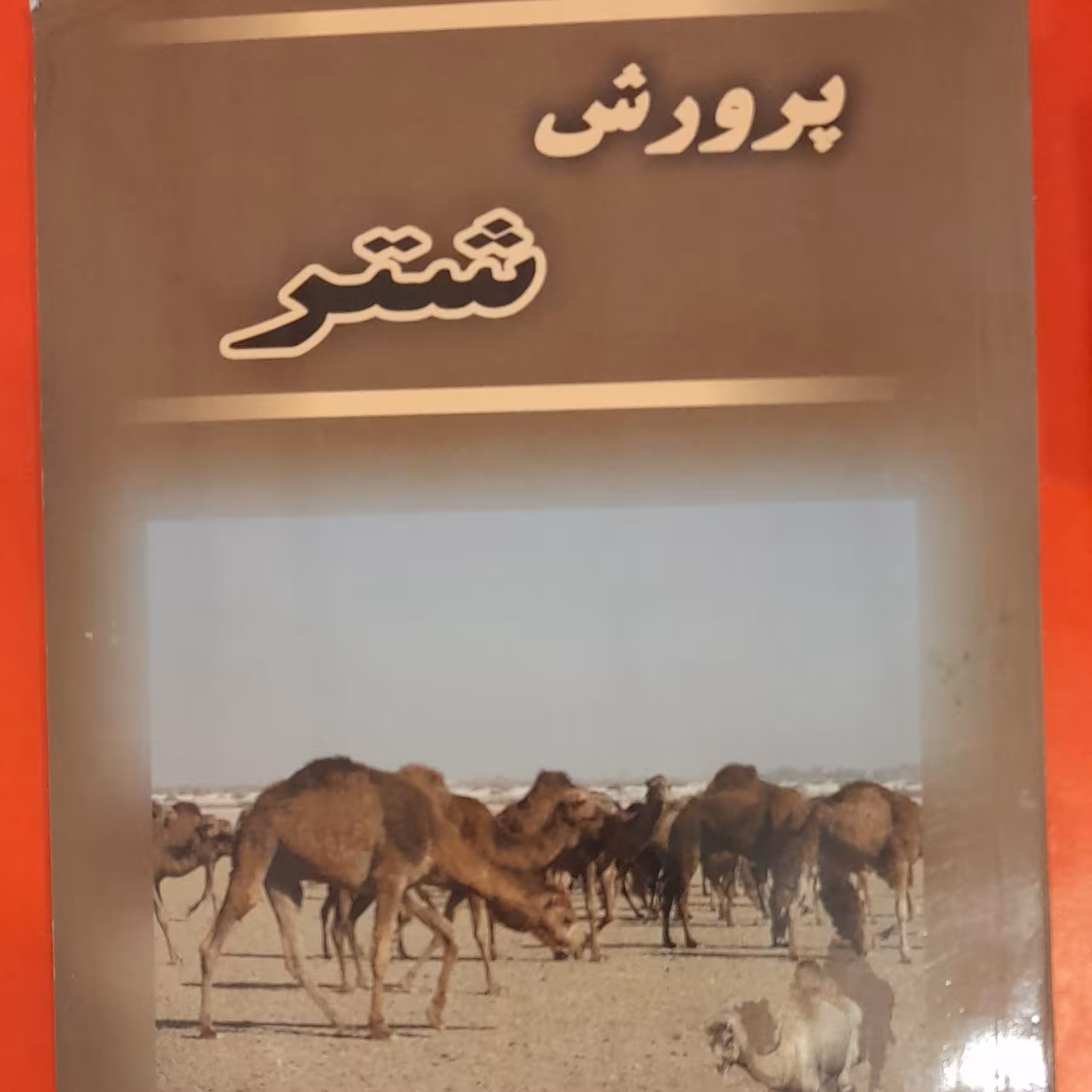 کتاب پرورش شتر