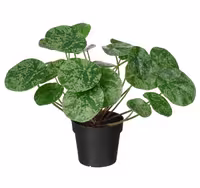 بوته گل زینتی