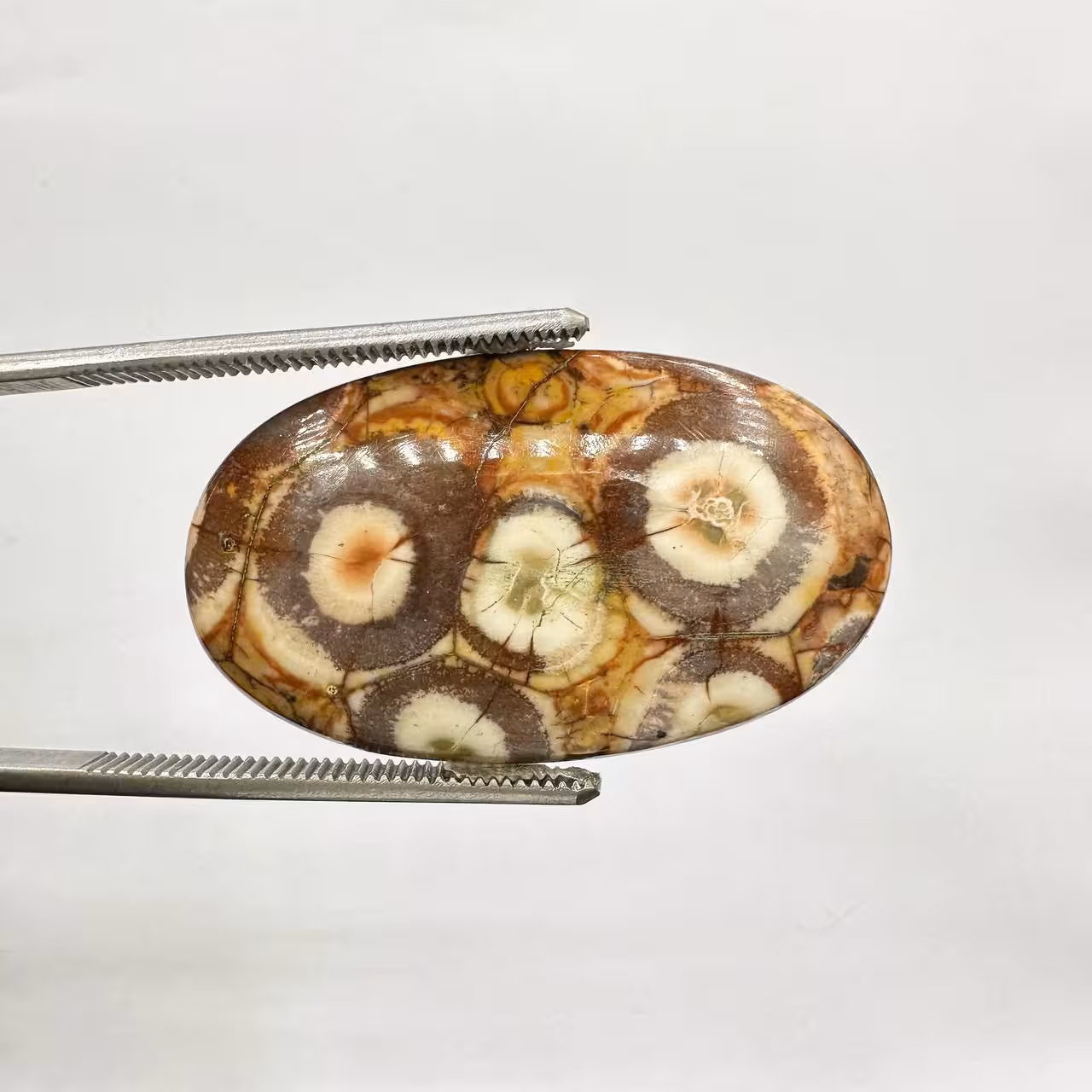 جاسپر چشم پرنده درشت شناسه 235115