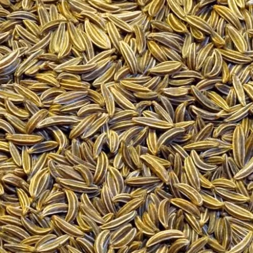 زیره سبز  تازه و درجه یک(100گرم)