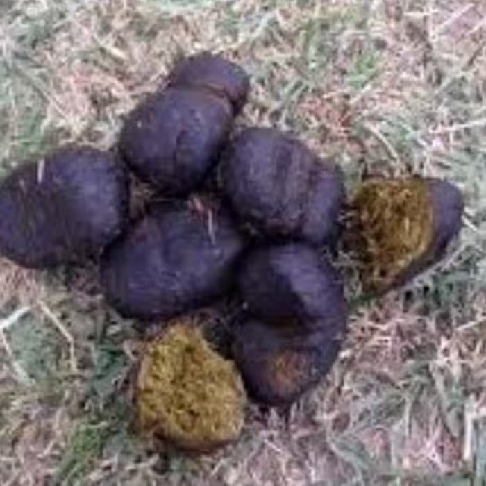 عنبرنسارا (پشکل الاغ ماده)50گرمی