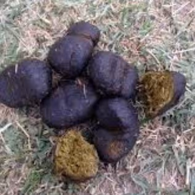 عنبرنسارا (پشکل الاغ ماده)50گرمی