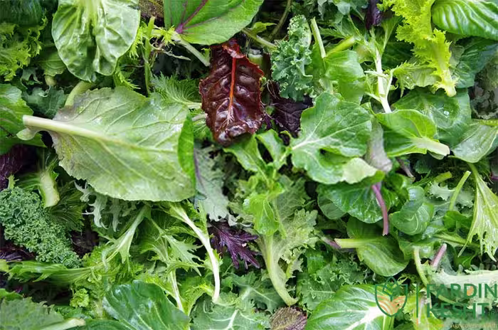 بذر سبزیجات سالادی ژاپنی بسته 30 عددی