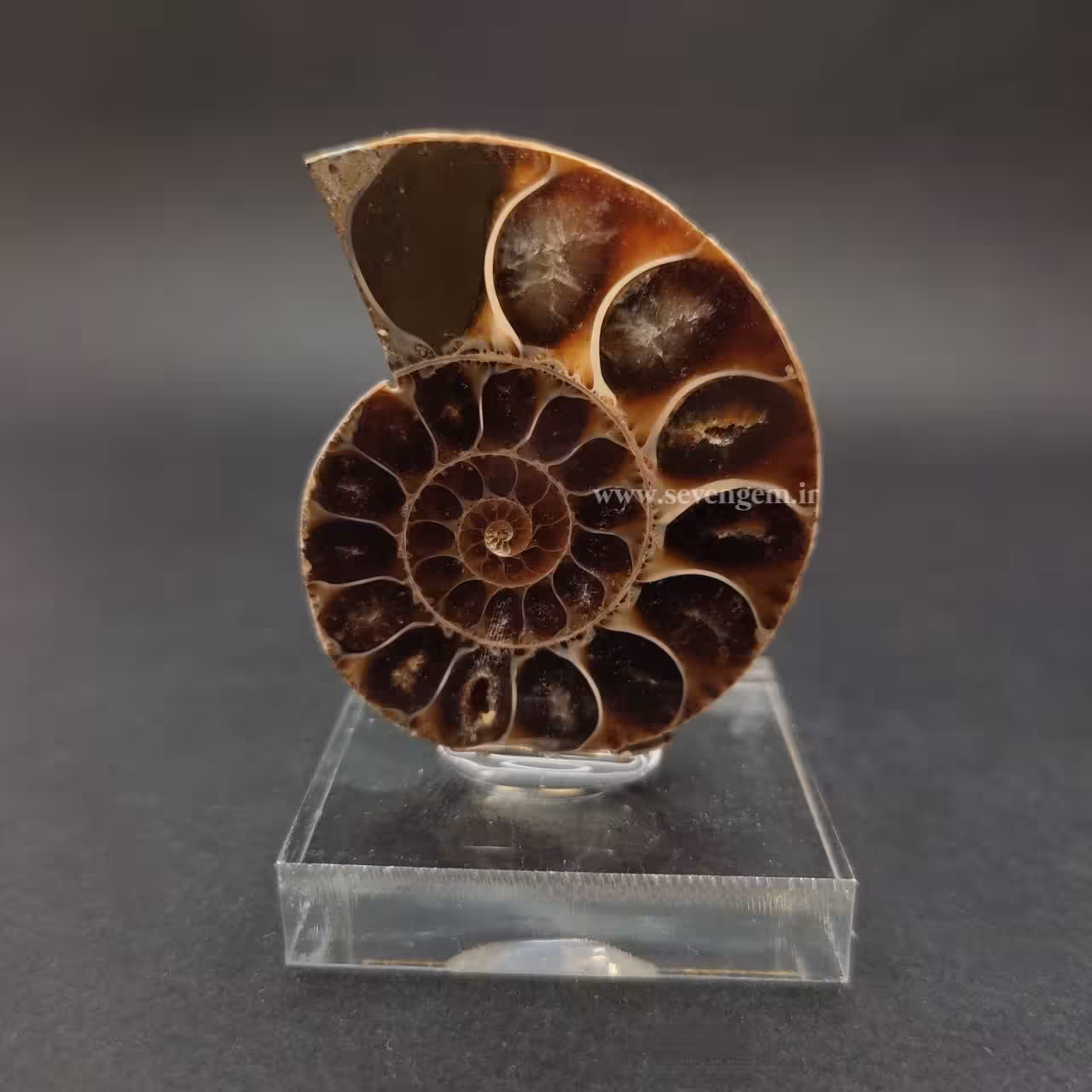 فسیل آمونیت بر روی پایه پلکسی (کد27)