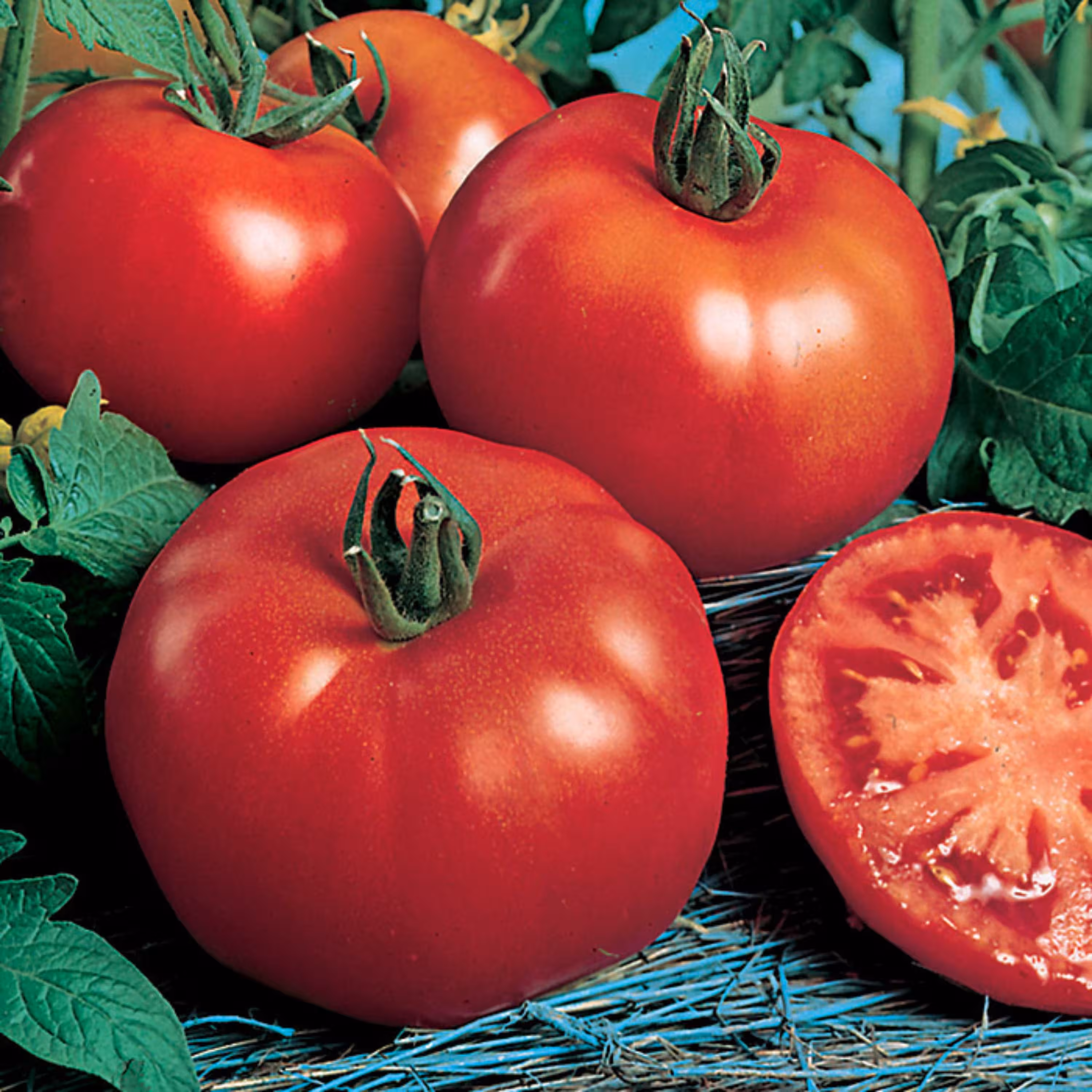 بذرگوجه فرنگی راتگرز 10 عددی