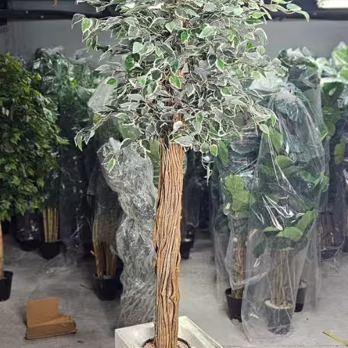 درختچه بنجامین ابلق مصنوعی