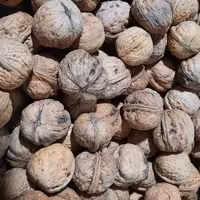 گردو 10کیلویی