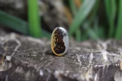 عقیق شجر برزیل