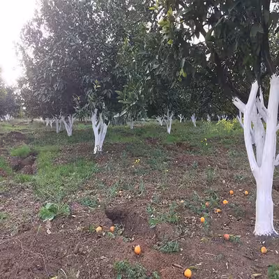 چسب محافظ تنه درخت پدیده مدل Padide-5 وزن 5 کیلوگرم