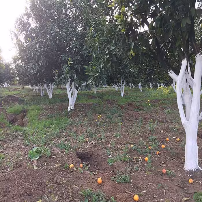 چسب محافظ تنه درخت پدیده مدل Padide-5 وزن 5 کیلوگرم