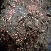 دلال ماهی (1500گرمی)