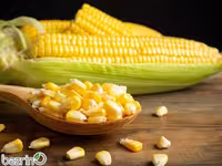 بذر ذرت شیرین