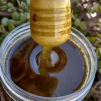 عسل وحشی و درمانی کوهستان(ساکاروز زیر 2 مناسب افراد دیابتی) 
