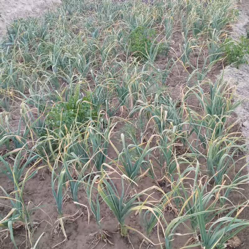 برگ سیر با ساقه سیر خشک شده 100 گرم80000