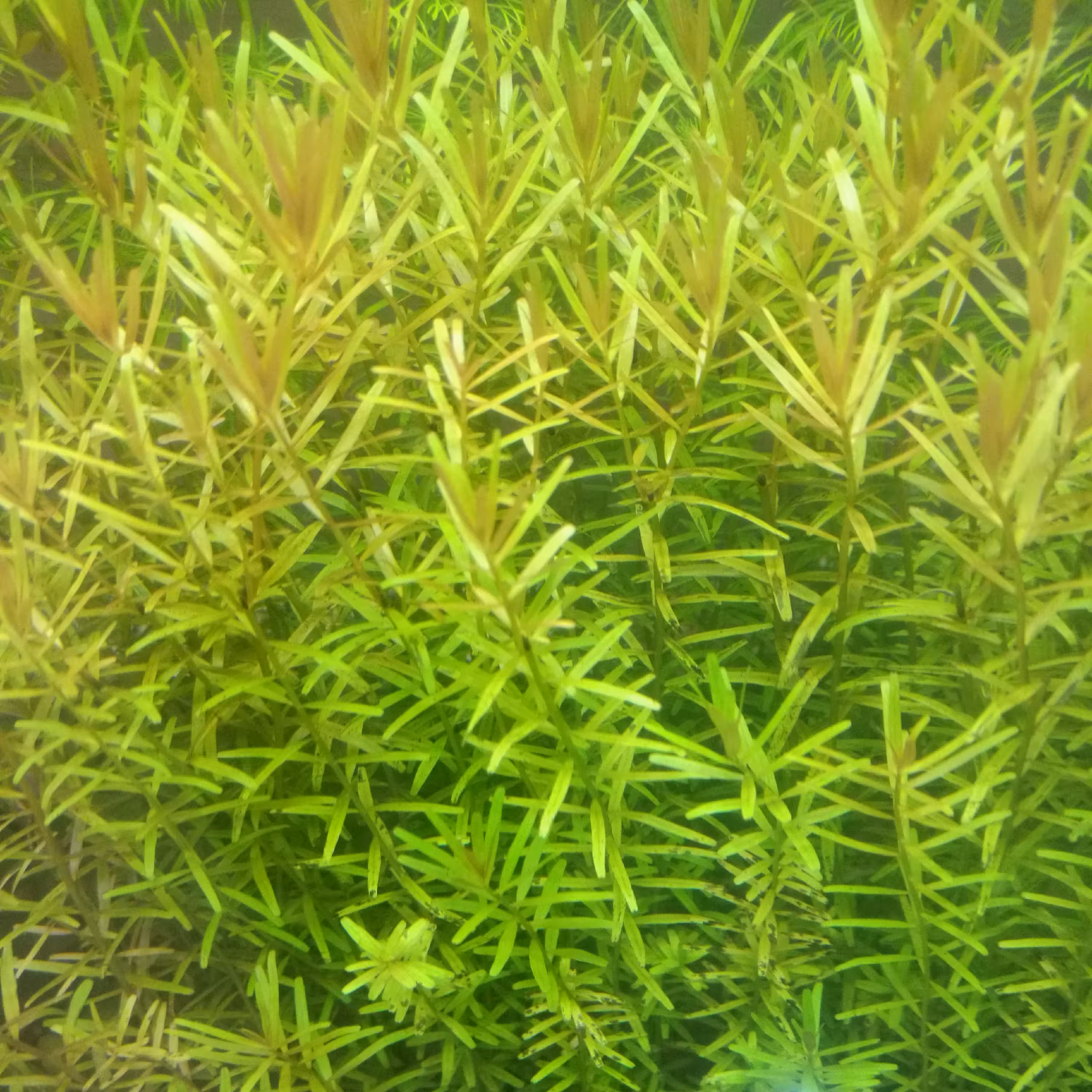 گیاه ابزی ( اکواریومی ) روتلا رتندفولیا