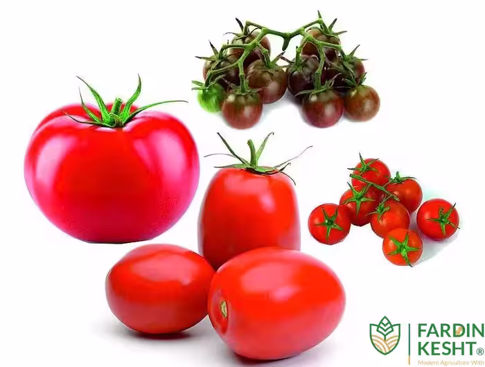 بذر گوجه فرنگی هیبرید میکس آمریکایی فوق پربار بسته 10 عددی
