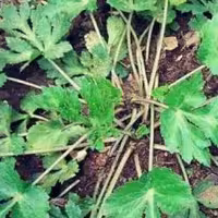 سبزی چوچاق جنگلی تازه خرد شده (100کیلویی) 