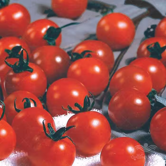 بذر گوجه چری زیتونی درختی خانگی