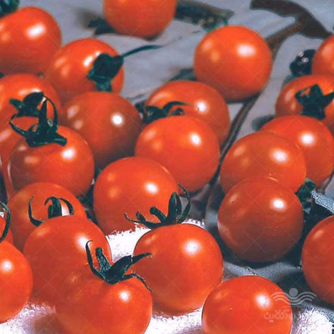 بذر گوجه چری زیتونی درختی خانگی