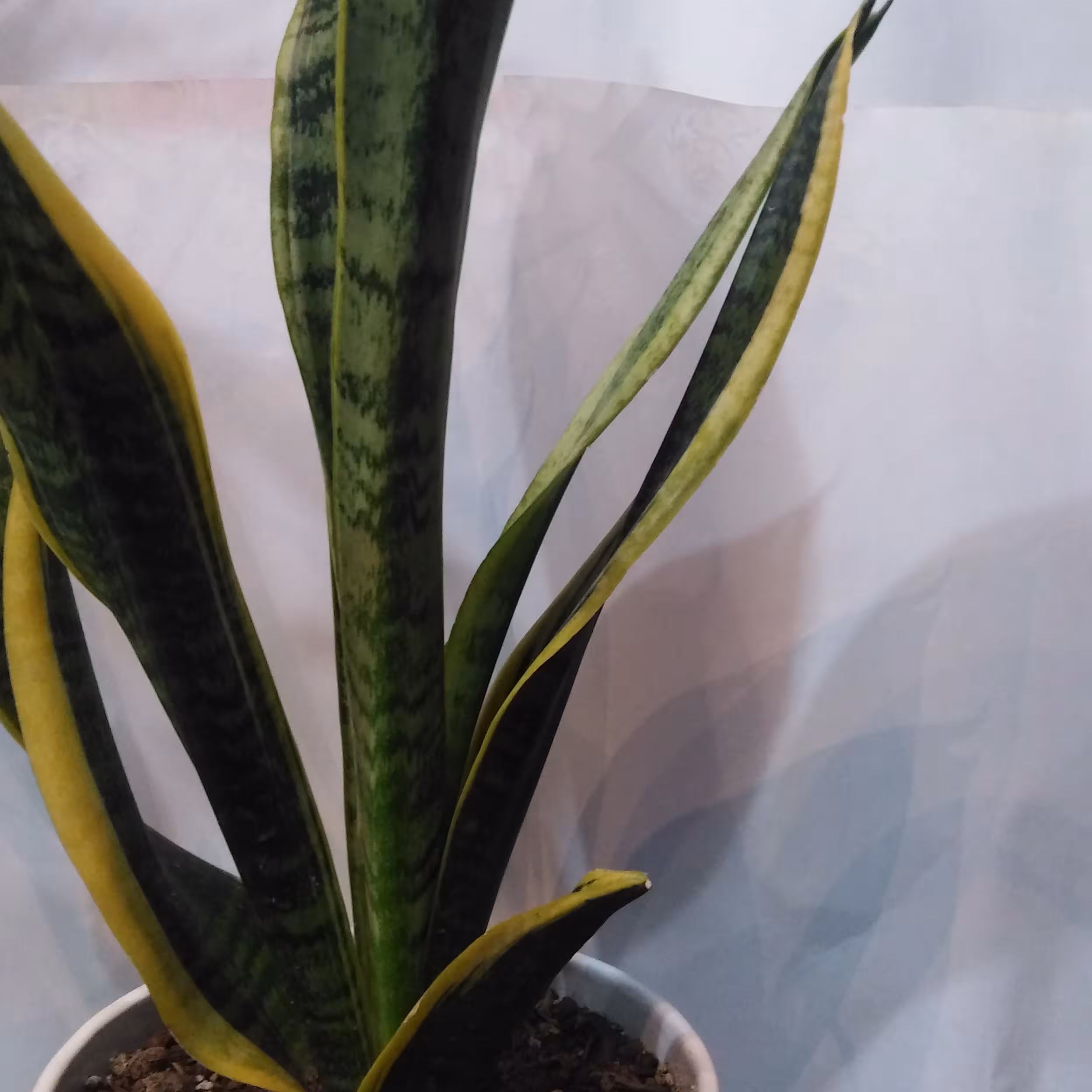 سانسوریا  کراواتی لب طلایی  کم آب و نور متوسط با گلدان سفید سرامیکی  طول 55سانت 