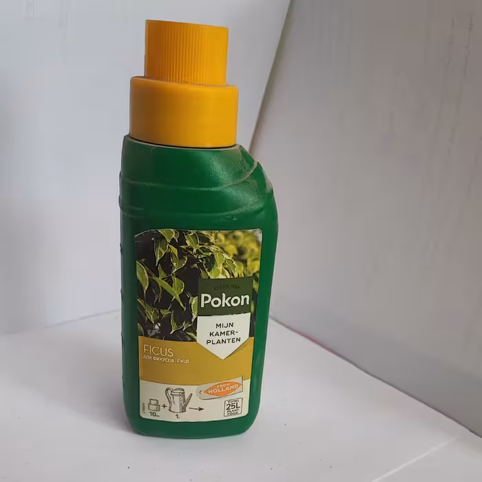 کود بنجامین   پوکون هلند 