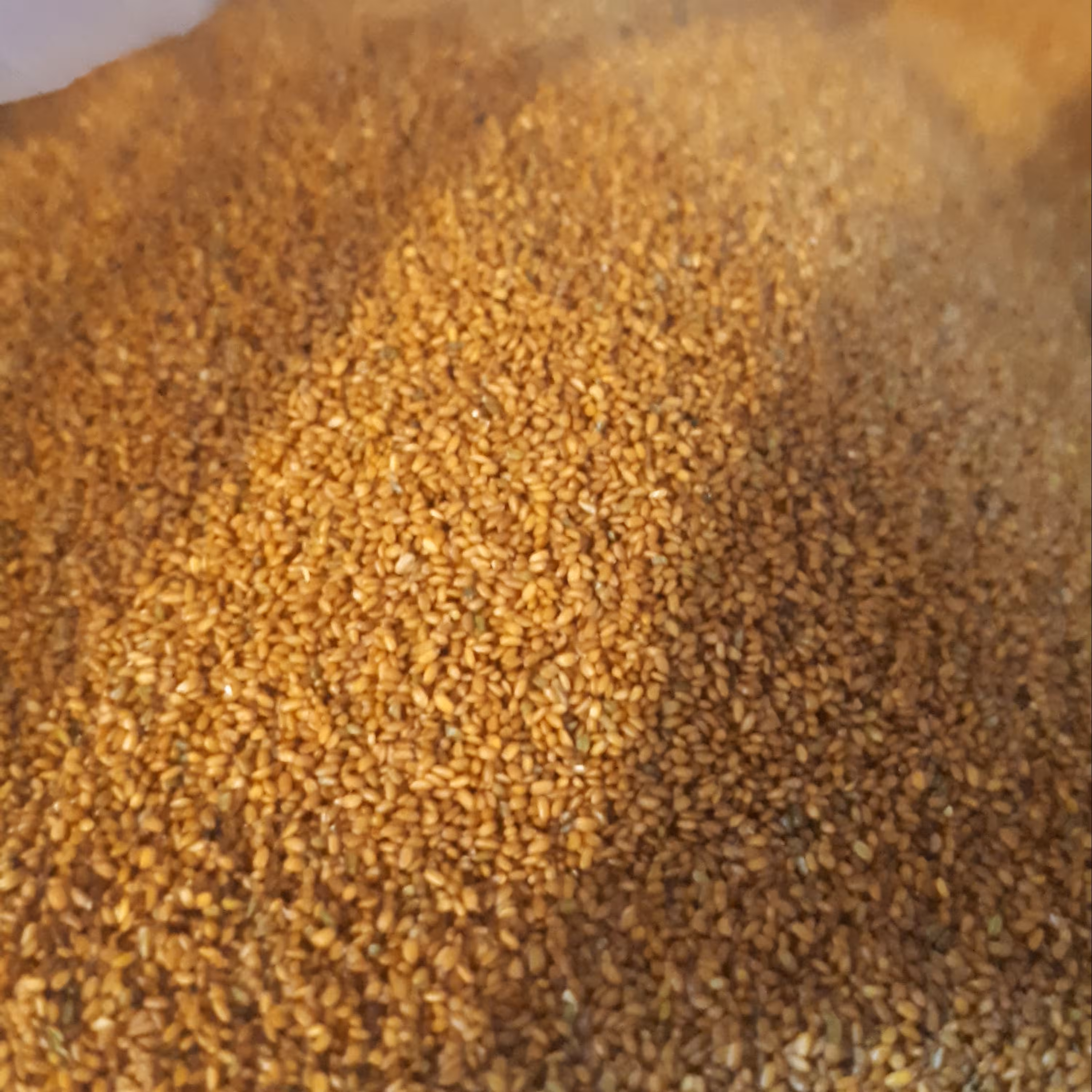 خاکشیر تمیز اعلا